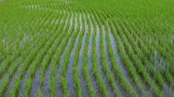 rice_Sept1_ff6130ecf8