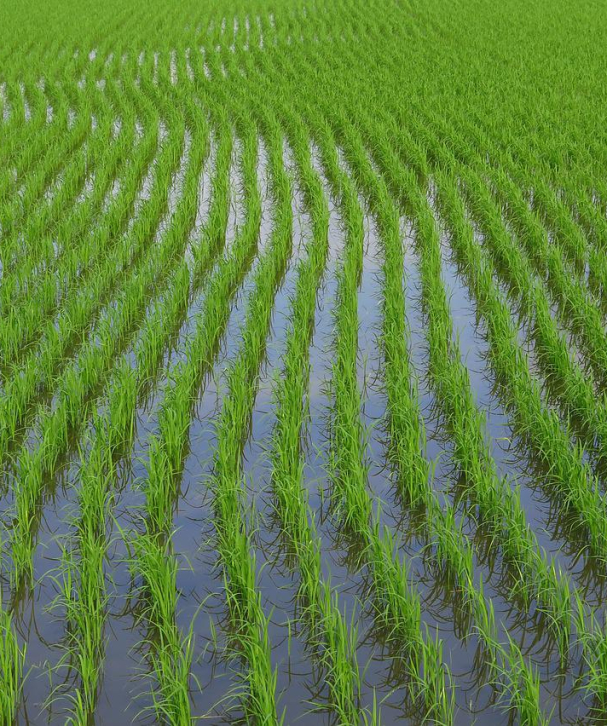 rice_Sept1_ff6130ecf8